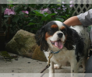 Mother of the Cavalier King Charles Spaniel puppies born on 07/23/2022