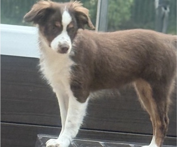 Medium Photo #15 Miniature Australian Shepherd Puppy For Sale in FORT MYERS, FL, USA