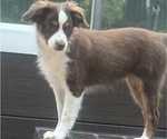 Small #14 Miniature Australian Shepherd