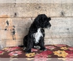 Small Photo #11 Bernedoodle (Miniature) Puppy For Sale in VERMONTVILLE, MI, USA