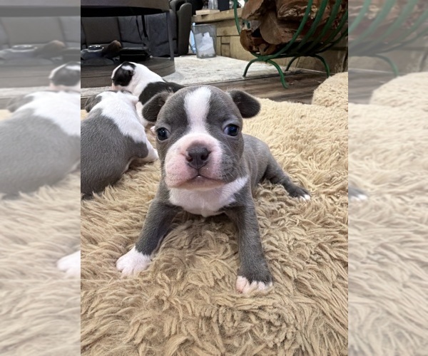 Medium Photo #3 Boston Terrier Puppy For Sale in FREDONIA, KS, USA