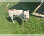 Small Mutt