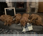 Small #3 Rhodesian Ridgeback