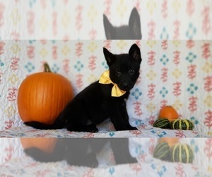 German Shepherd Dog Puppy for sale in LANCASTER, PA, USA
