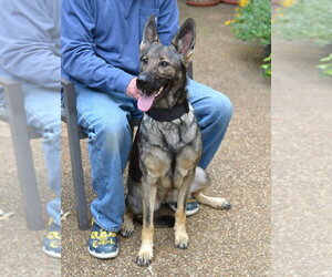 Alsa - Female German Shepherd Dog Dog for Adoption - Photo #4