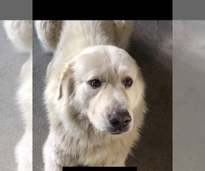 Father of the Great Pyrenees puppies born on 09/09/2019