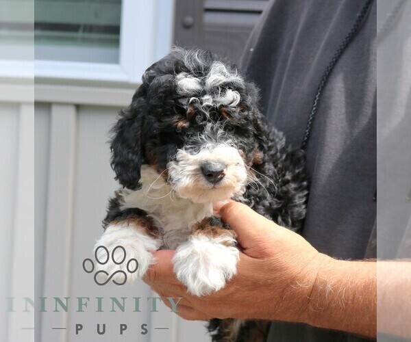Medium Photo #4 Bernedoodle (Miniature) Puppy For Sale in NARVON, PA, USA