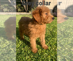 Small Photo #7 Goldendoodle (Miniature) Puppy For Sale in BAKERSFIELD, CA, USA
