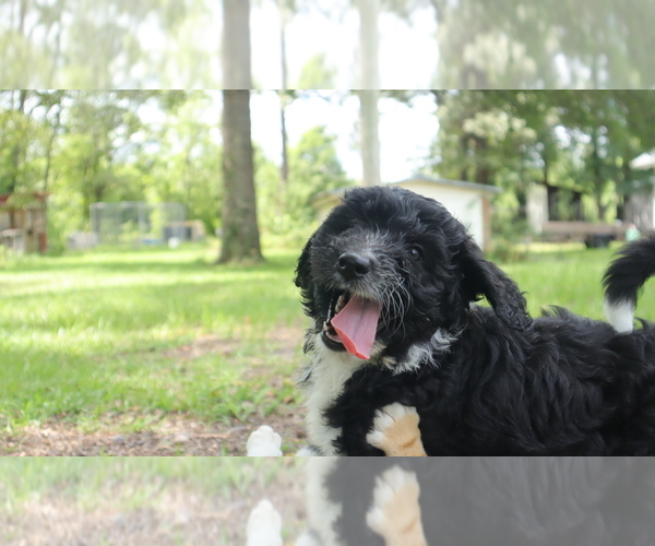 Medium Photo #1 Aussiedoodle Puppy For Sale in CONWAY, SC, USA