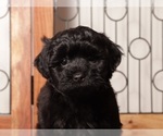Small #1 Shih-Poo