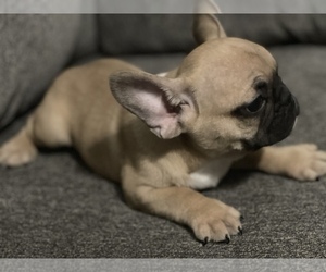 French Bulldog Puppy for sale in MORENO VALLEY, CA, USA