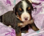 Small Photo #4 Bernese Mountain Dog Puppy For Sale in LEETONIA, OH, USA