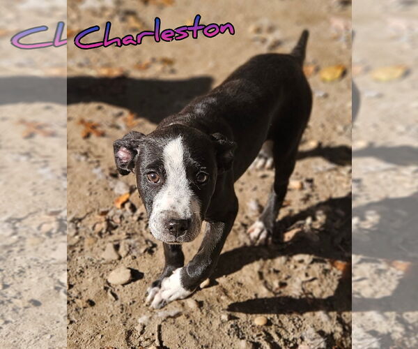 Medium Photo #2 Pointer-Unknown Mix Puppy For Sale in Woodbury, NY, USA