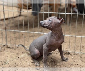Xoloitzcuintli (Mexican Hairless) Puppy for sale in OAKLAND, CA, USA