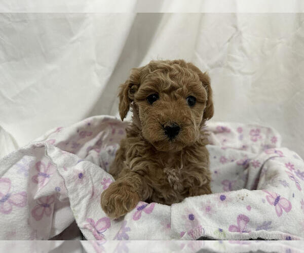 Medium Photo #2 Cavapoo Puppy For Sale in CANON CITY, CO, USA