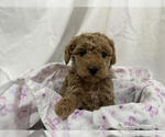 Small Photo #2 Cavapoo Puppy For Sale in CANON CITY, CO, USA