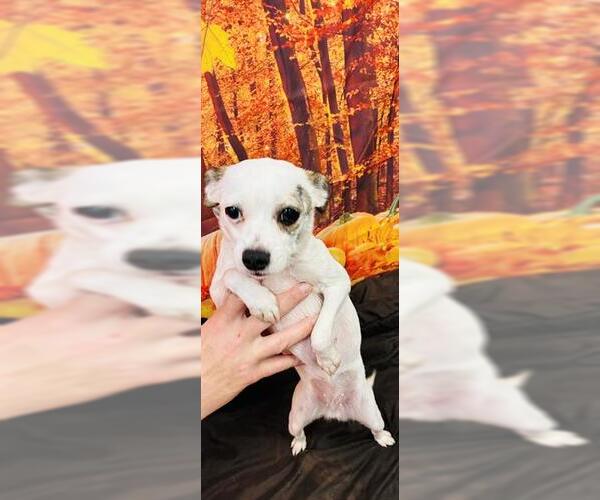 Medium Photo #2 Chihuahua Puppy For Sale in Globe, AZ, USA