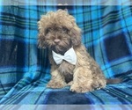 Small #1 ShihPoo