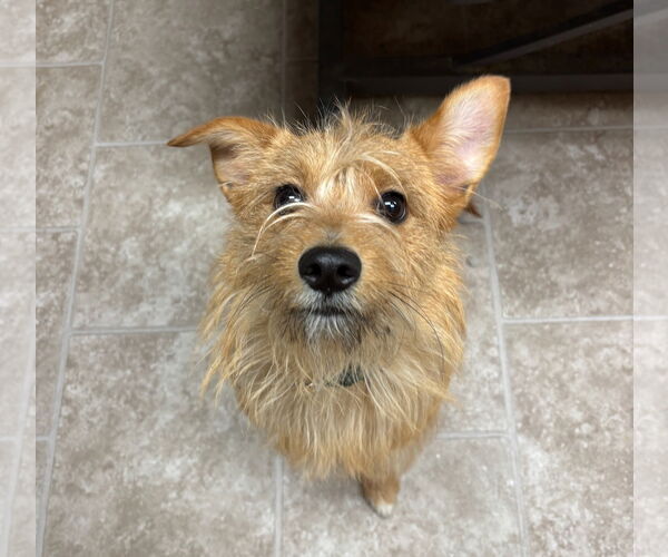 Medium Photo #2 Mutt Puppy For Sale in GILBERTS, IL, USA