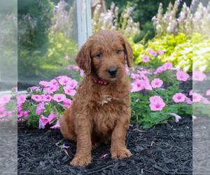 Goldendoodle Puppy for sale in NARVON, PA, USA