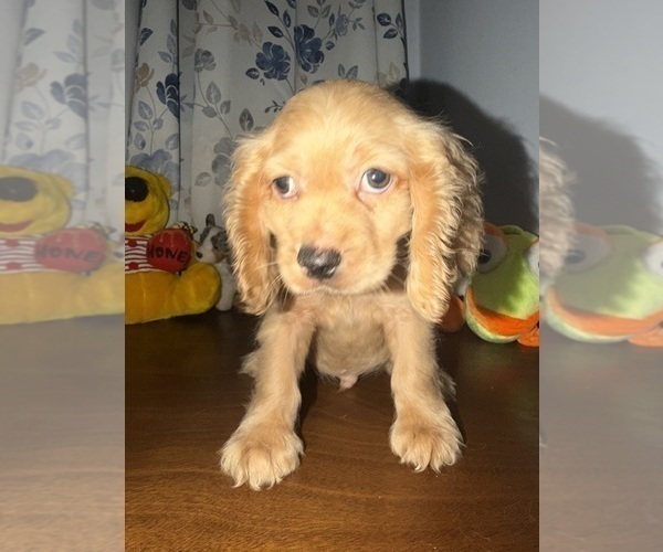 Medium Photo #15 Cocker Spaniel Puppy For Sale in DURHAM, CT, USA