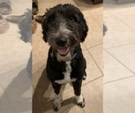 Small Photo #7 Aussiedoodle Puppy For Sale in COLUMBUS, OH, USA