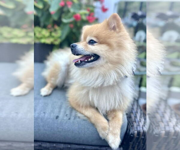 Medium Photo #4 Pomeranian Puppy For Sale in Cookeville, TN, USA