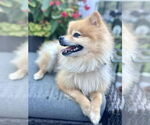 Small #3 Pomeranian