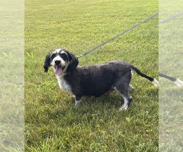 Medium Photo #1 Bernedoodle (Miniature) Puppy For Sale in MIDDLEBURY, IN, USA