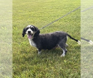 Mother of the Bernedoodle (Miniature) puppies born on 05/07/2026