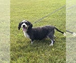 Small Photo #1 Bernedoodle (Miniature) Puppy For Sale in MIDDLEBURY, IN, USA