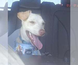 Dingo - Male Chihuahua-Unknown Mix Dog for Adoption - Photo #2