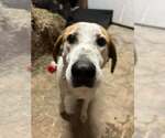Small #3 Mutt