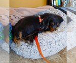 Small Photo #4 Dachshund Puppy For Sale in Shelbyville, TN, USA