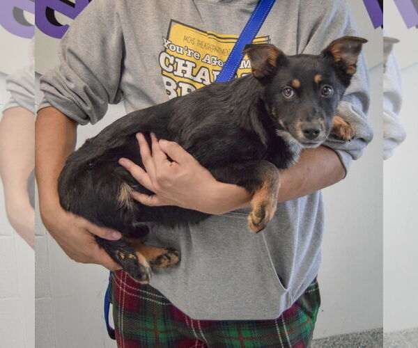 Medium Photo #2 German Shepherd Dog-Unknown Mix Puppy For Sale in Huntley, IL, USA