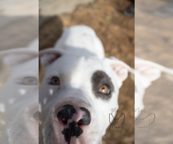 Medium Photo #4 Mutt Puppy For Sale in Rustburg, VA, USA