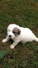 Great Pyrenees Puppy for sale in DOVER, AR, USA