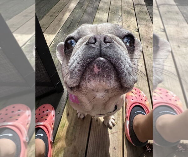 Medium Photo #3 French Bulldog Puppy For Sale in Raleigh, NC, USA