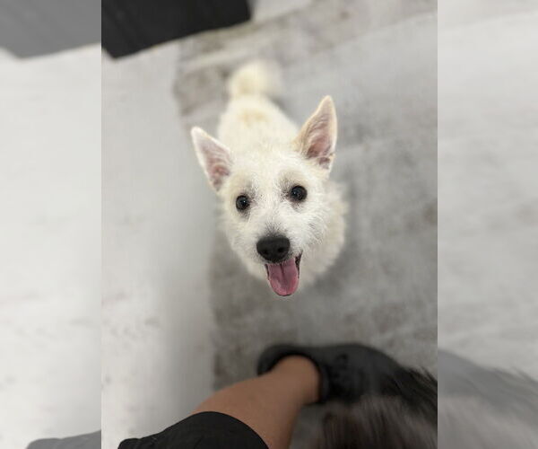 Medium Photo #5 Mutt Puppy For Sale in Studio City, CA, USA