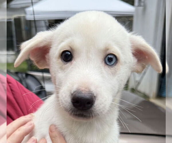 Medium Photo #1 Huskies -Unknown Mix Puppy For Sale in Olalla, WA, USA