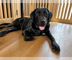 Small Labrador Retriever