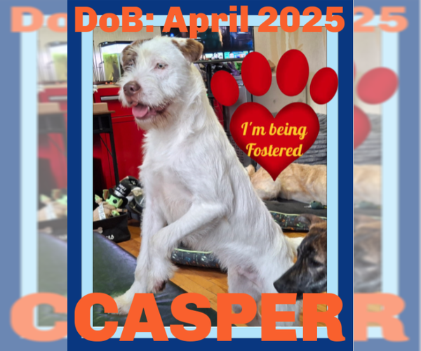 Medium Photo #4 Mutt Puppy For Sale in Sebec, ME, USA