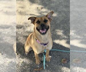 German Shepherd Dog-Unknown Mix Dogs for adoption in Santa Maria, CA, USA