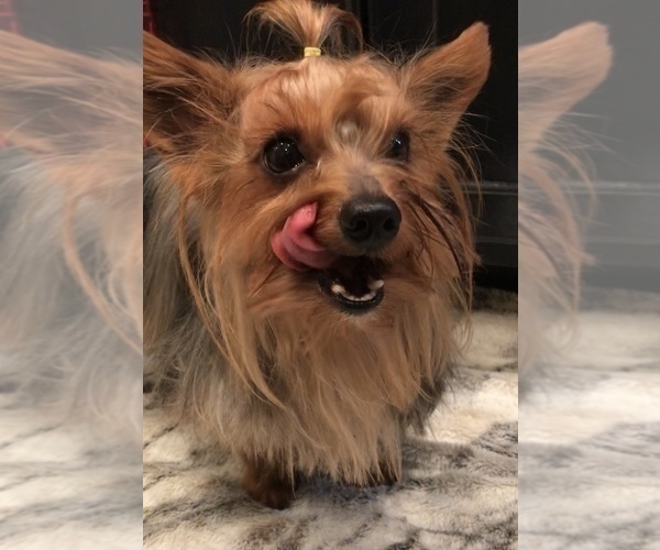 Medium Photo #4 Yorkshire Terrier Puppy For Sale in MOUNT CARMEL, PA, USA