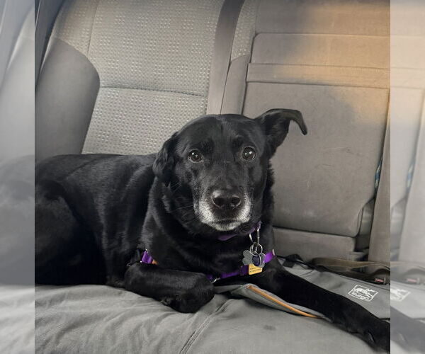 Medium Photo #9 Borador Puppy For Sale in Bellingham, WA, USA