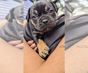 Medium American Pit Bull Terrier-Bulldog Mix