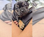 Small American Pit Bull Terrier-Bulldog Mix