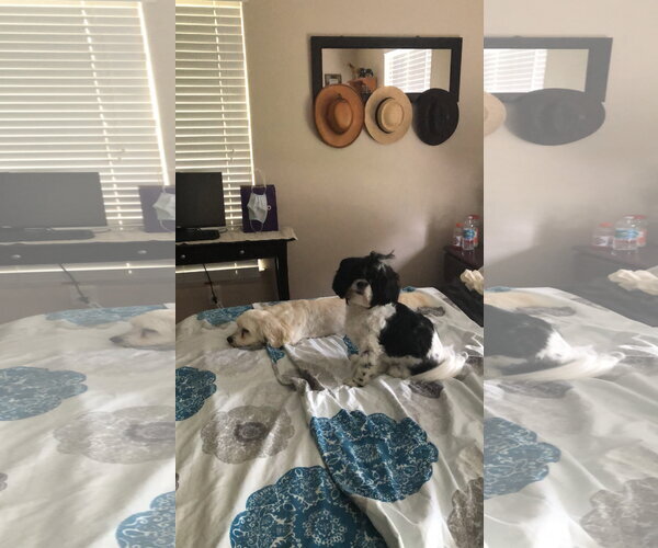 Medium Photo #2 Maltese Puppy For Sale in Miami, FL, USA