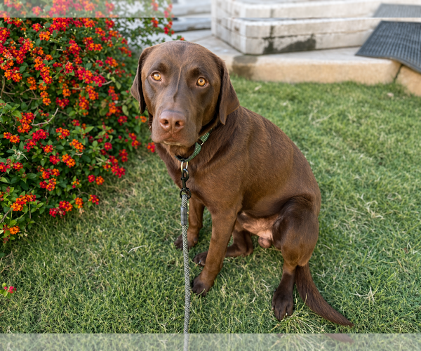 Medium Photo #1 Labrador Retriever Puppy For Sale in Clovis, CA, USA