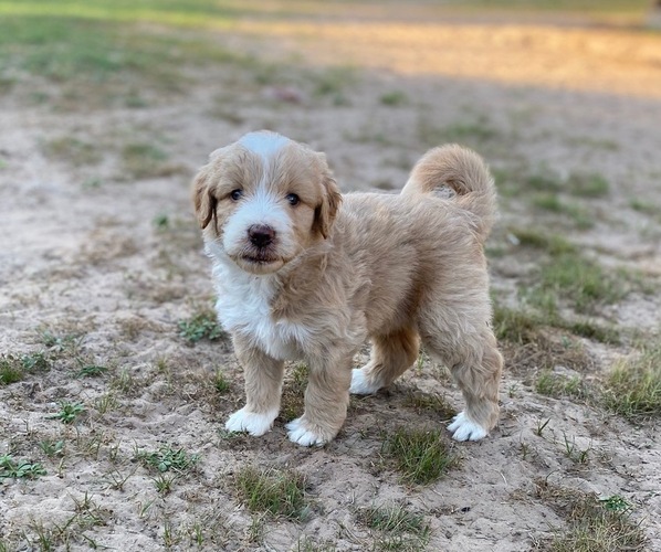 Medium Photo #1 Aussiedoodle Puppy For Sale in ARDMORE, OK, USA